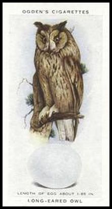 25 Long Eared Owl